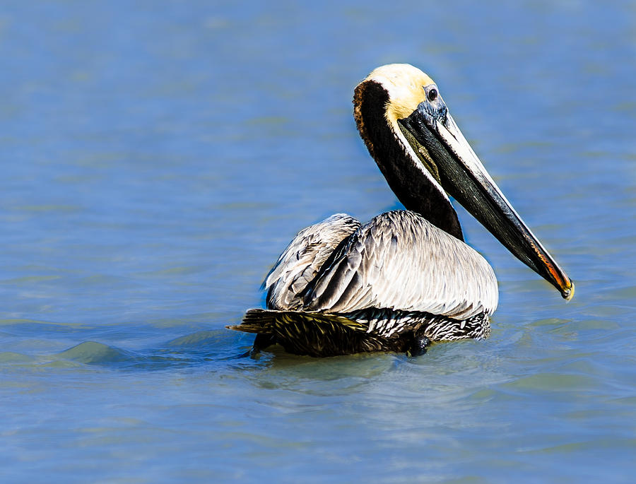 Pelican Swimming Photograph by Tammy Ray