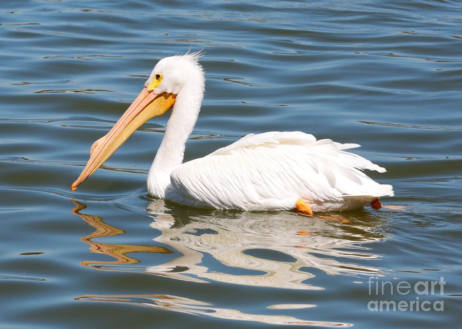 Pelican Photograph - Pelican Swirls by Carol Groenen