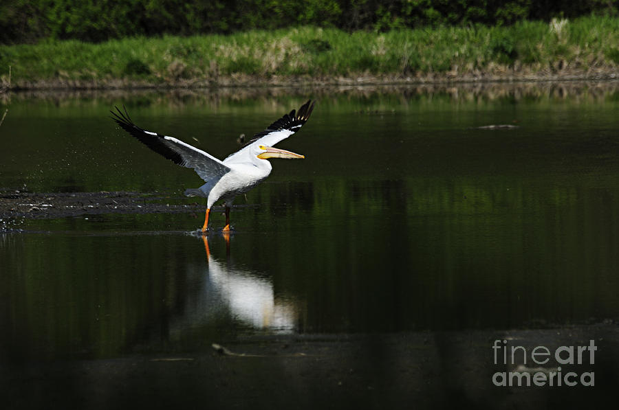 Pelican Takeoff Photograph by Larry Ricker
