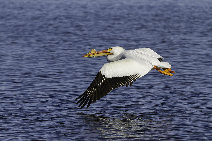 Pelican Taking Off Photograph by Thomas Young