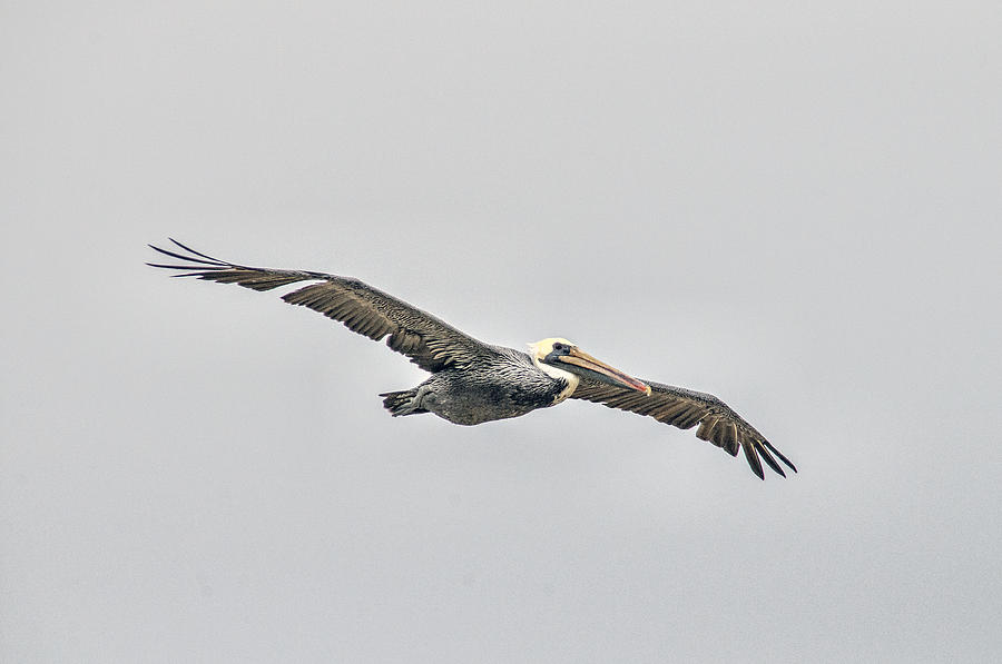 Pelican Photograph - Pelican by Tam Ryan