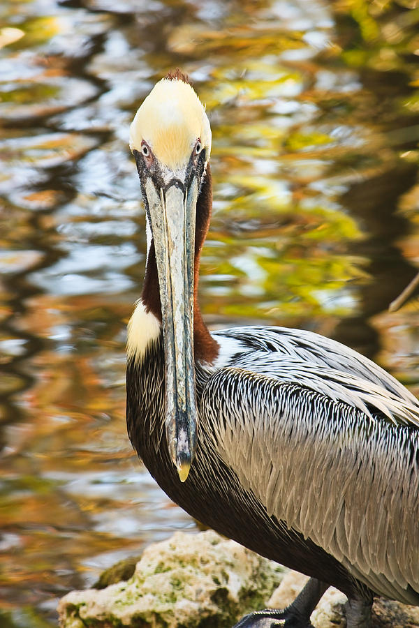 Pelican Photograph by Tammy Schneider