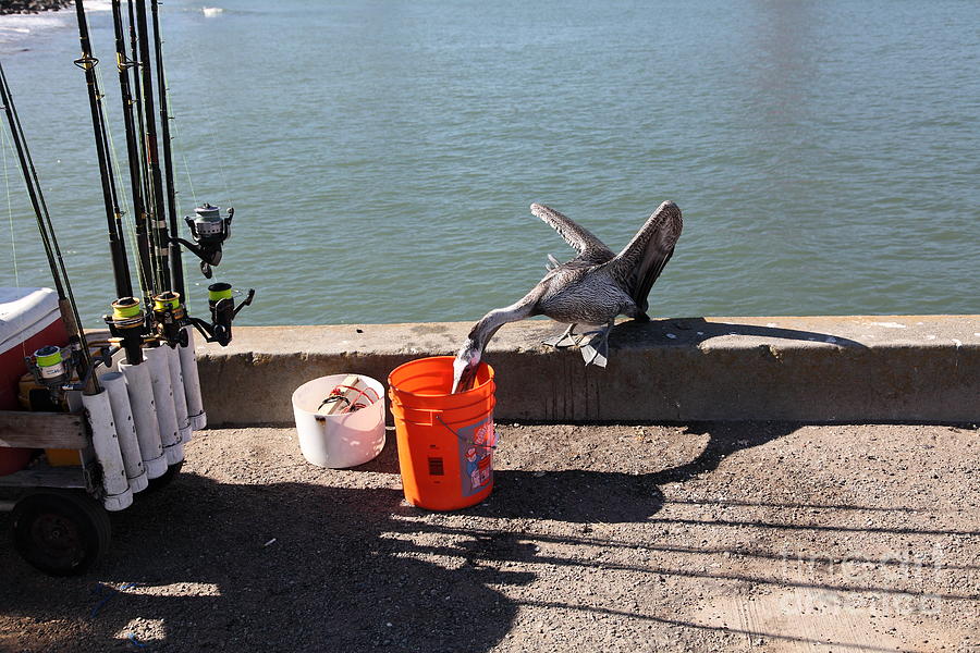 San Francisco Photograph - Pelican Thief at San Francisco Torpedo Wharf Fishing Pier 5D21667 by Wingsdomain Art and Photography
