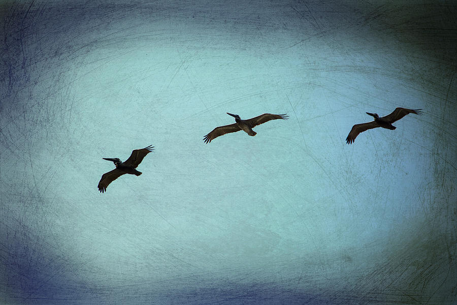 Pelican Three Photograph by Karol Livote