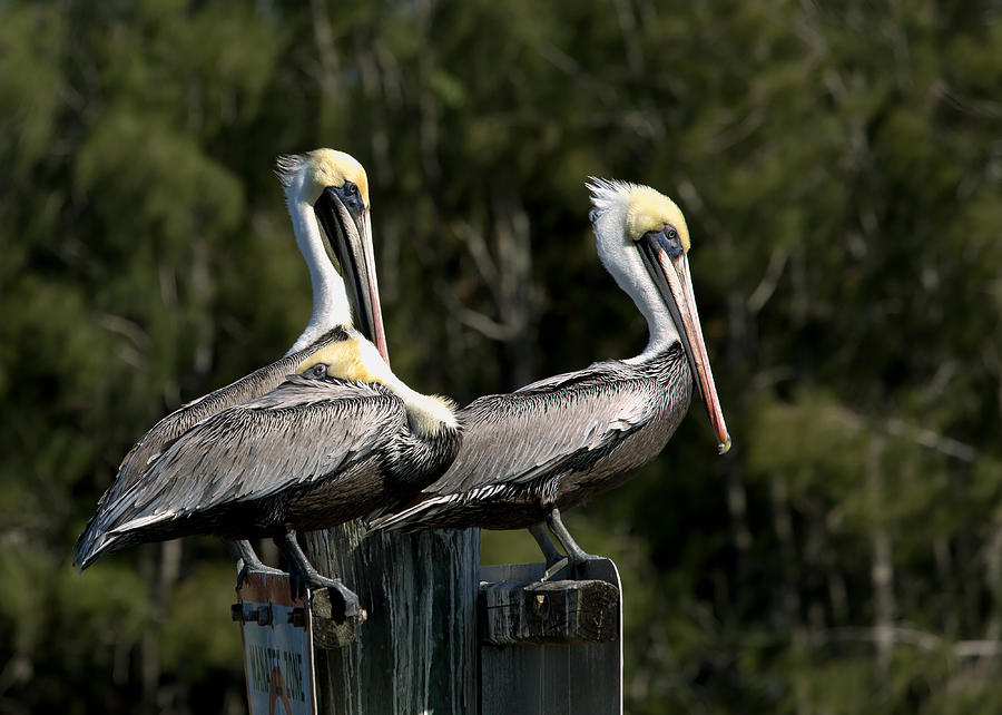 Bird Photograph - Pelican Threesome by John M Bailey