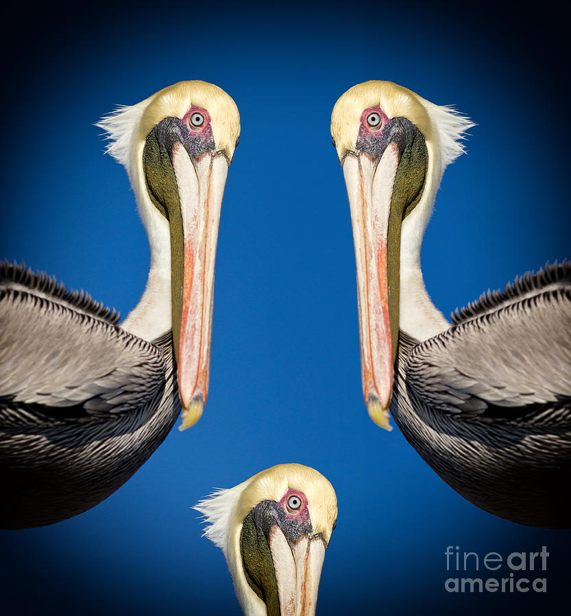 Pelican Triplicate Photograph by Les Palenik