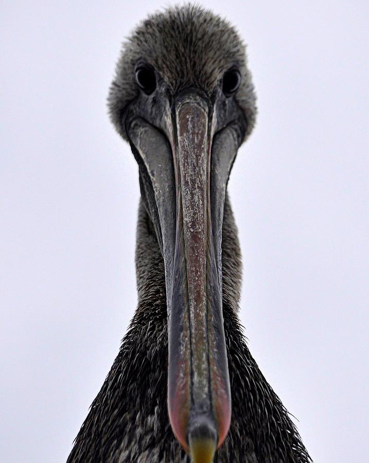 Pelican Up Close and Personal Photograph by AJ  Schibig