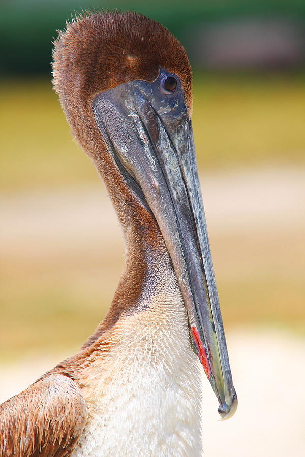 Pelican up close at Dry Tortugas National Park Photograph by Jetson Nguyen