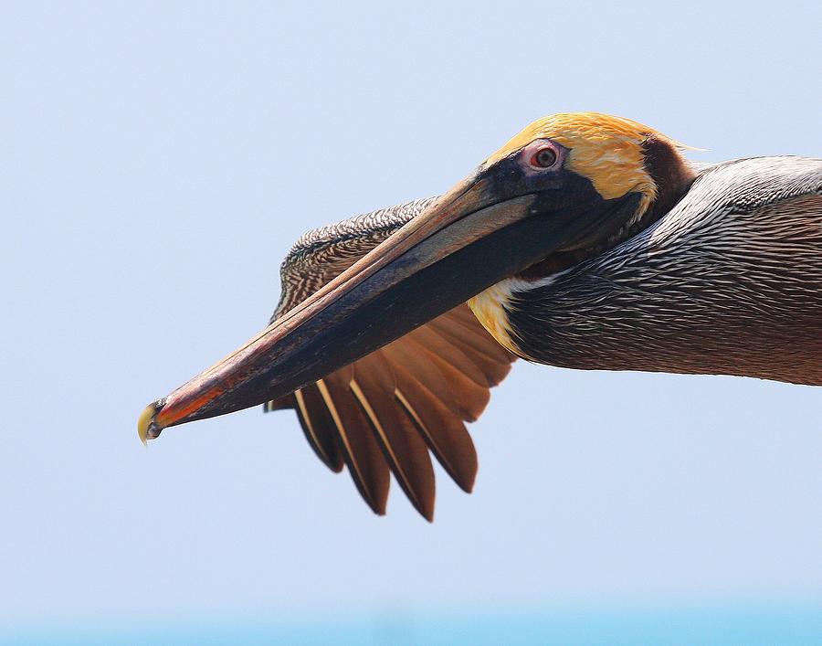 Pelican up close in flight Photograph by Jetson Nguyen