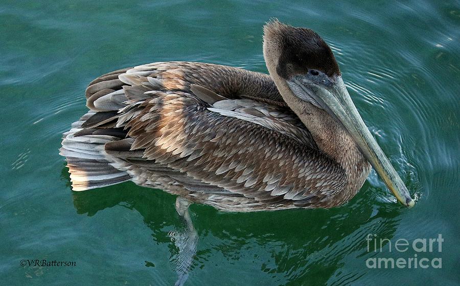 Pelican Photograph by Veronica Batterson