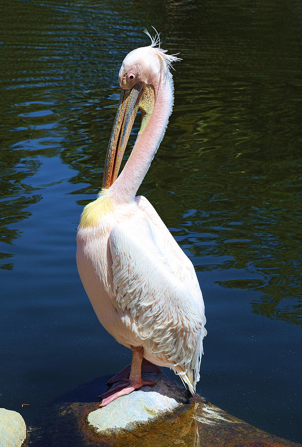 Pelican Photograph by Viktor Savchenko