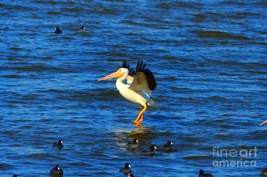 Pelican Walking on Water Photograph by Peggy Franz