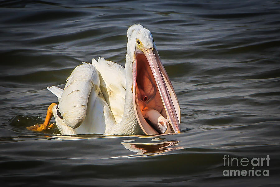 Pelican Photograph - Pelican by Warrena J Barnerd