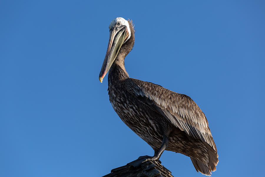 Pelican Photograph - Pelican Watch by John Daly