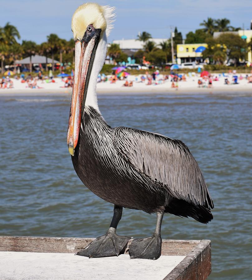Pelican Watch Photograph by Mark Mitchell
