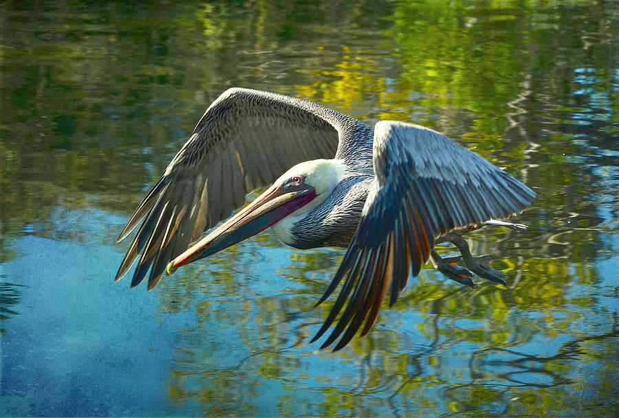 Pelican Watercolor Photograph by Fraida Gutovich