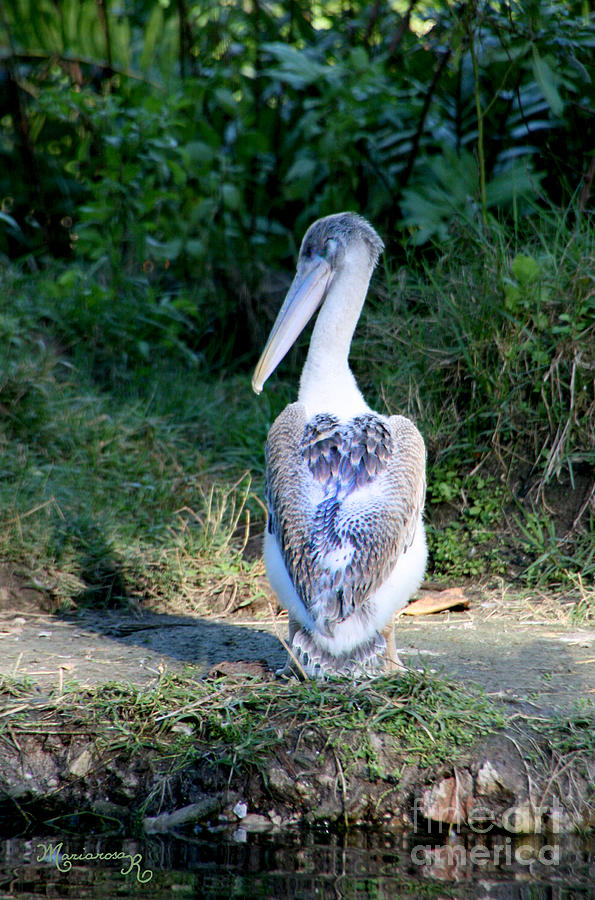 Pelican Wearing Its Heart on Its...Back Photograph by Mariarosa Rockefeller
