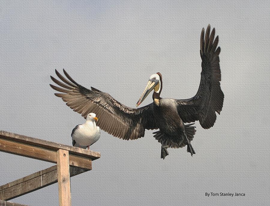 Pelican Wins Sea Gull Looses Photograph by Tom Janca