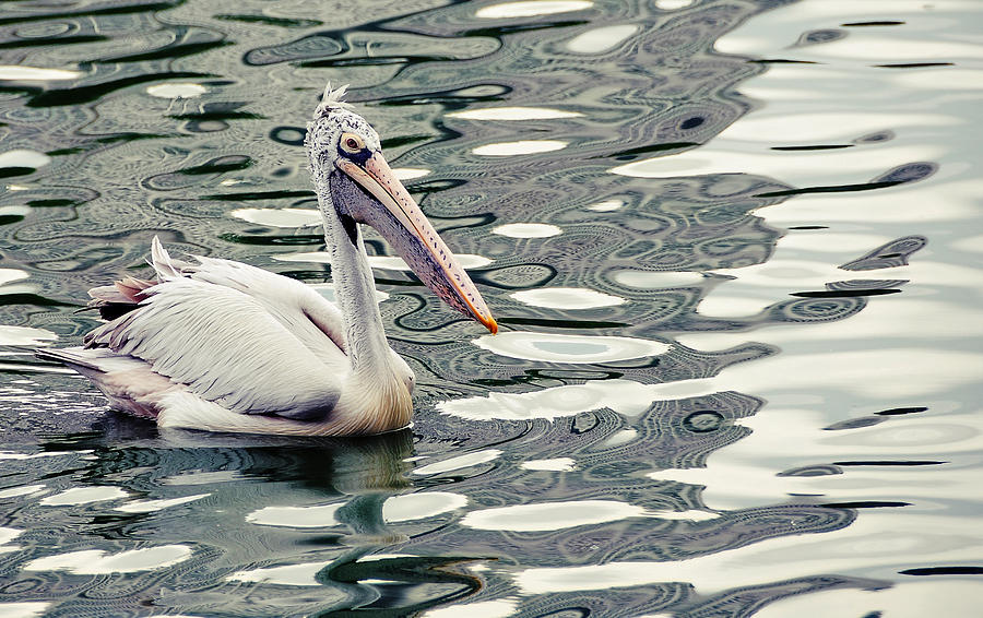 Pelican with Abstract Water Reflections I Photograph by Jenny Rainbow