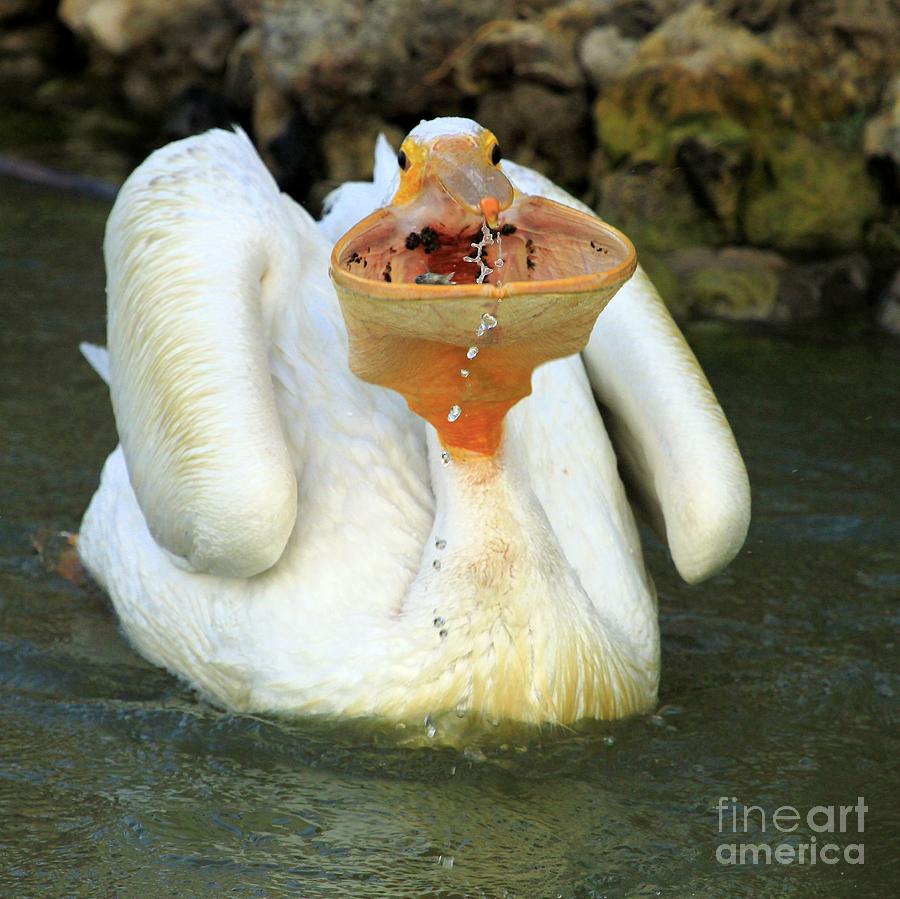 Pelican with catch Photograph by Roxie Crouch