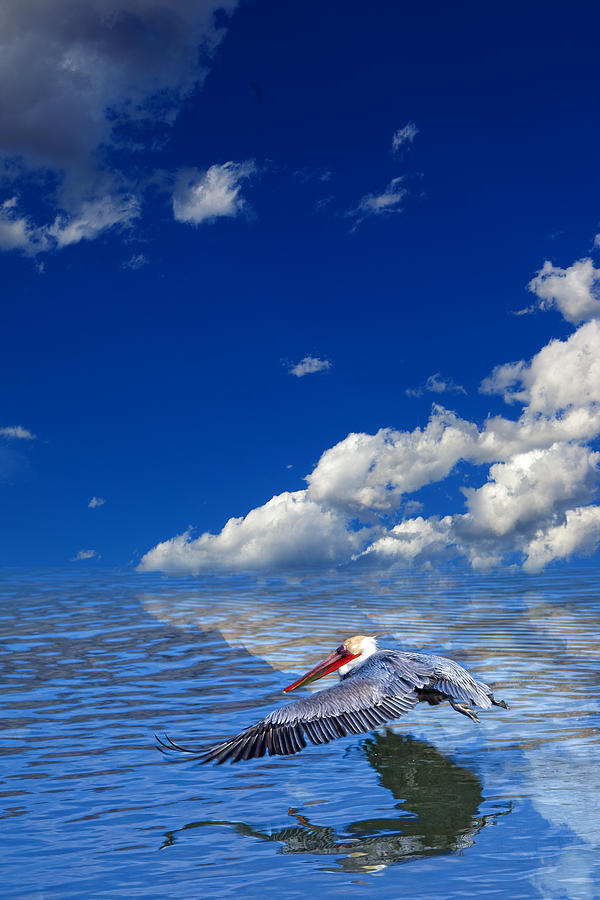Pelican with Clouds Photograph by Bob Coates