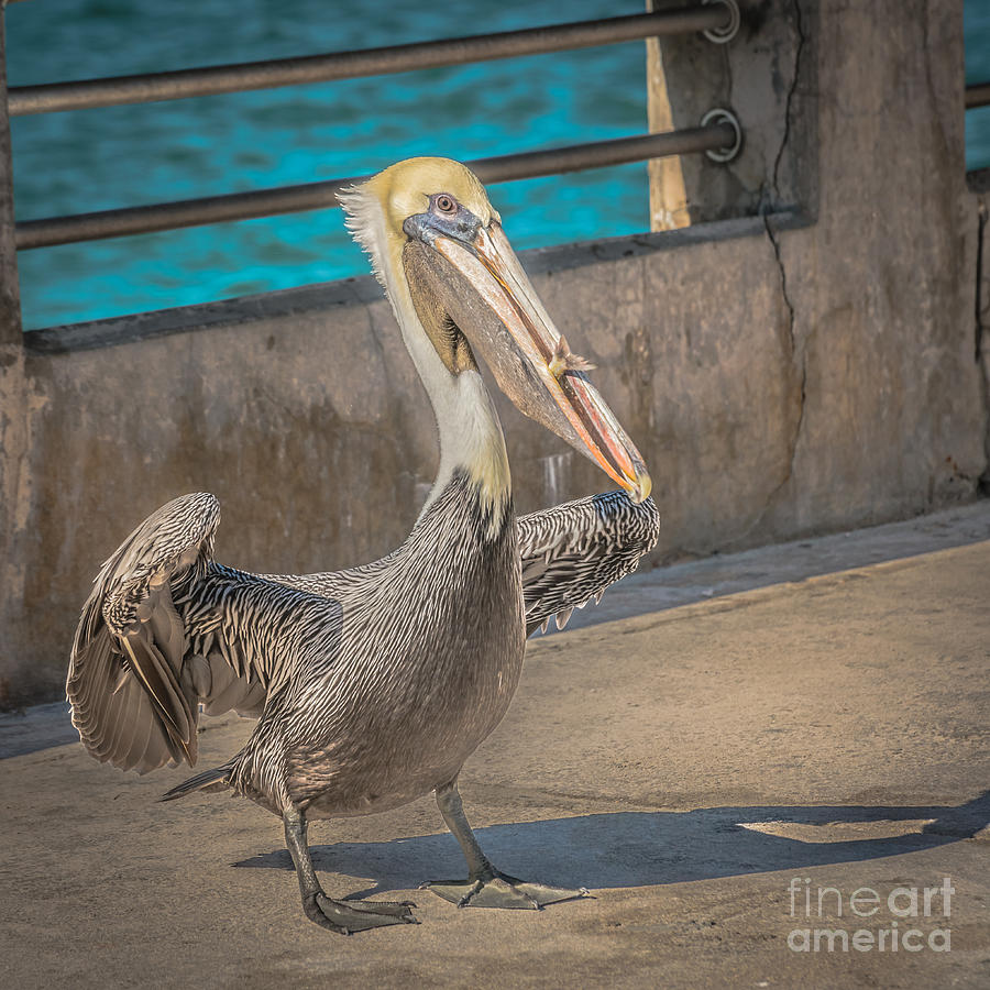 Bird Photograph - Pelican with Fish White Street Pier Key West - Square - HDR Style by Ian Monk