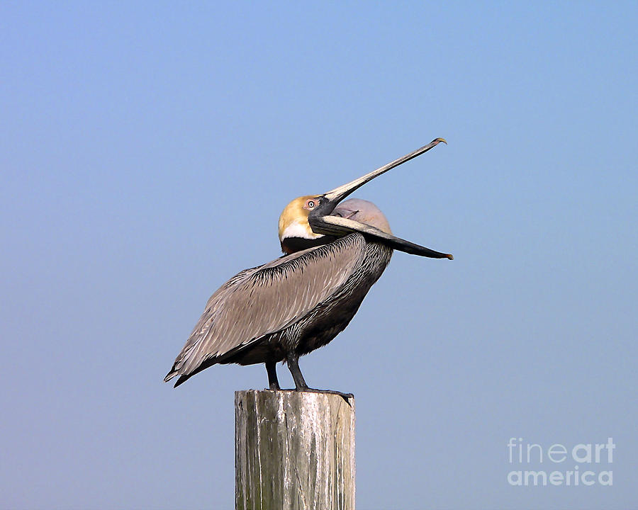 Pelican Photograph - Pelican Yawn by Al Powell Photography USA