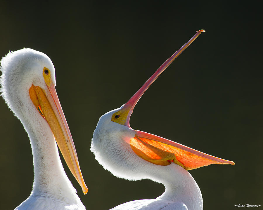 Pelican Yawn Photograph by Avian Resources