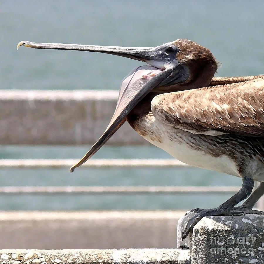 Pelican Photograph - Pelican Yawn - Digital Painting by Carol Groenen
