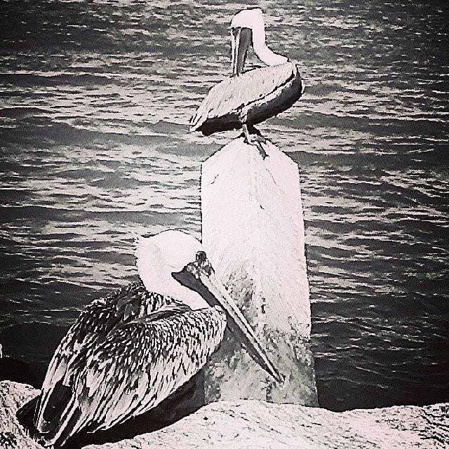 Bird Photograph - #pelicans , #seabirds , #pier by Melissa Hardecker