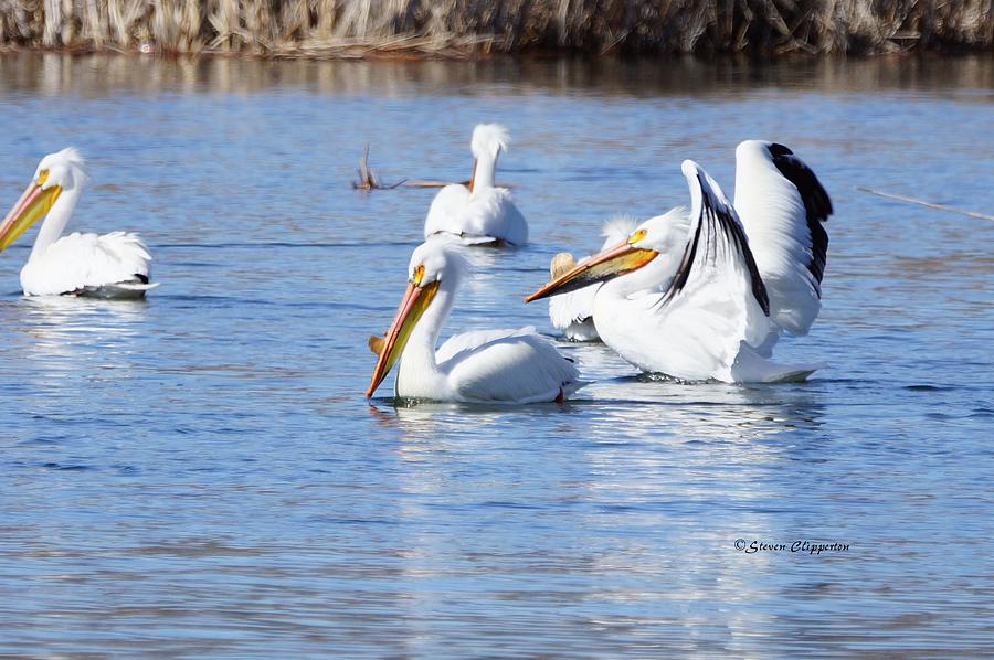 Pelicans 3 Photograph by Steven Clipperton