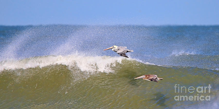 Bird Photograph - Pelicans 3868 by Jack Schultz