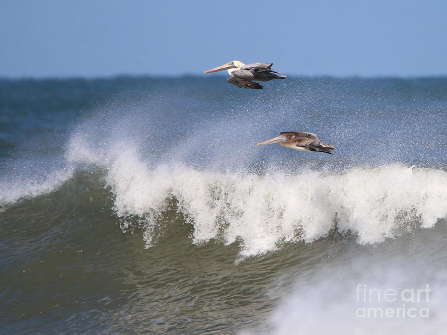 Pelicans 3872 Photograph by Jack Schultz