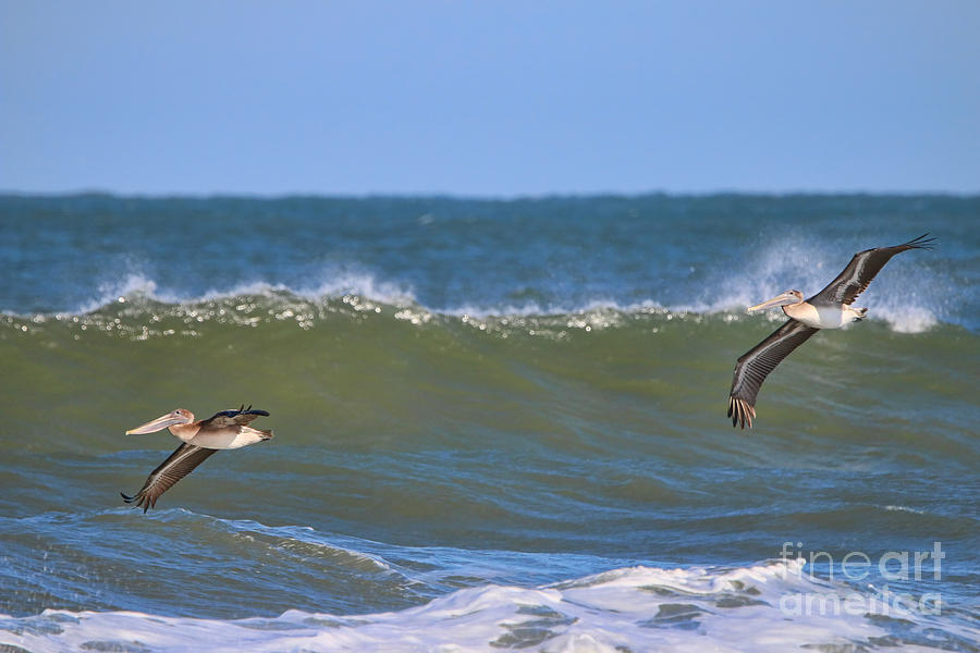 Pelicans 3967 Photograph by Jack Schultz
