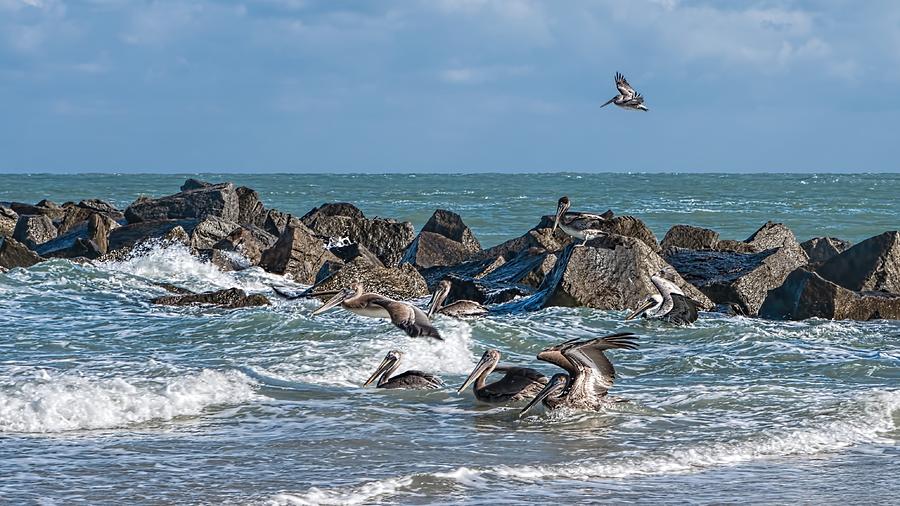 Pelicans 904 Photograph by Rudy Umans