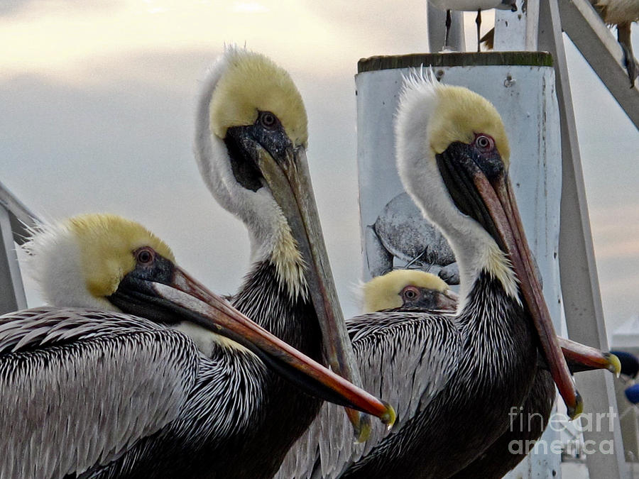 Pelicans a Plenty Photograph by Scott Moore