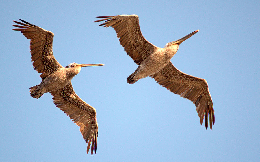 Bird Photograph - Pelicans Above by AJ  Schibig