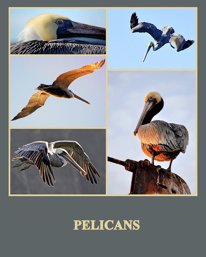 Pelicans Photograph by AJ  Schibig