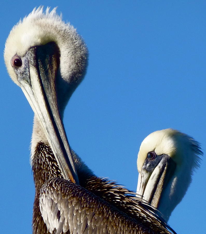 Pelicans Photograph by Amelia Racca