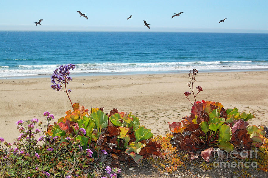 Nature Photograph - Pelicans And Flowers on Pismo Beach by Debra Thompson