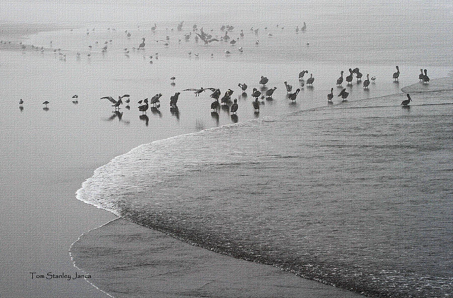 Pelicans And Sea Gulls On The Beach Photograph by Tom Janca
