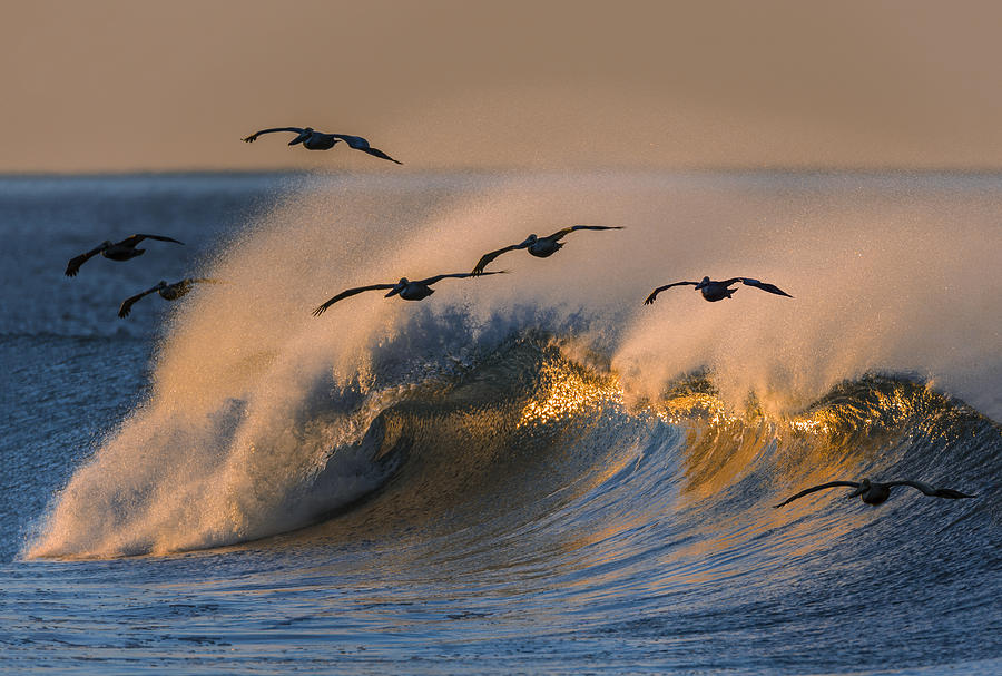 Pelicans and Wave 73A2308-2 Photograph by David Orias