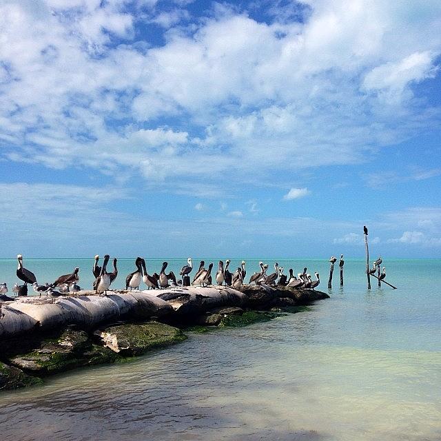 Bird Photograph - #pelicans by Anne Phillips