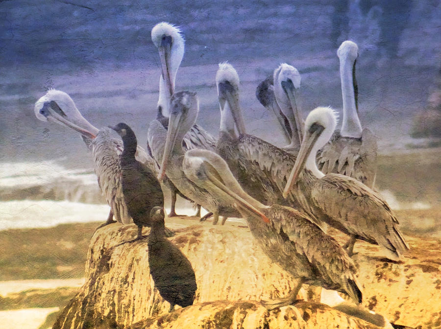 Pelicans Photograph by Anne Thurston
