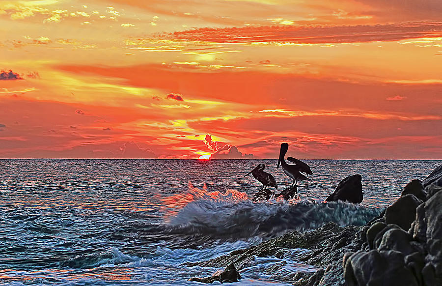 Nature Photograph - Pelicans at Cabo Sunrise by Marcia Colelli