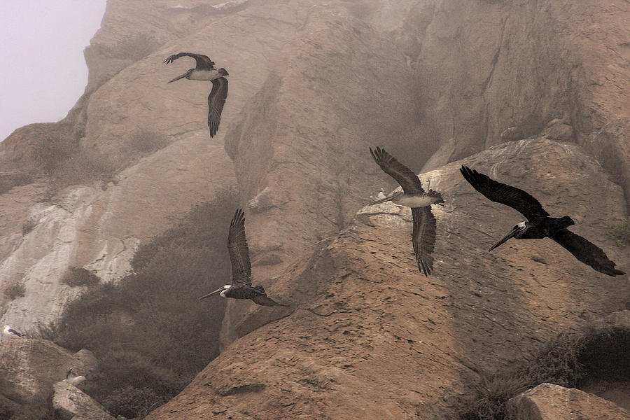 Pelicans at Morro Rock Photograph by Viktor Savchenko