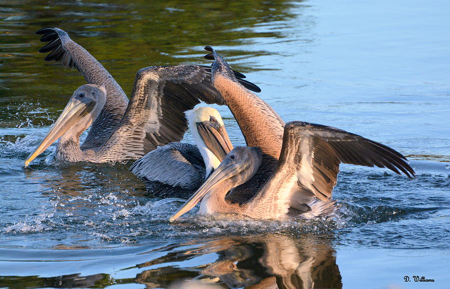 Pelicans at Play Photograph by Dan Williams