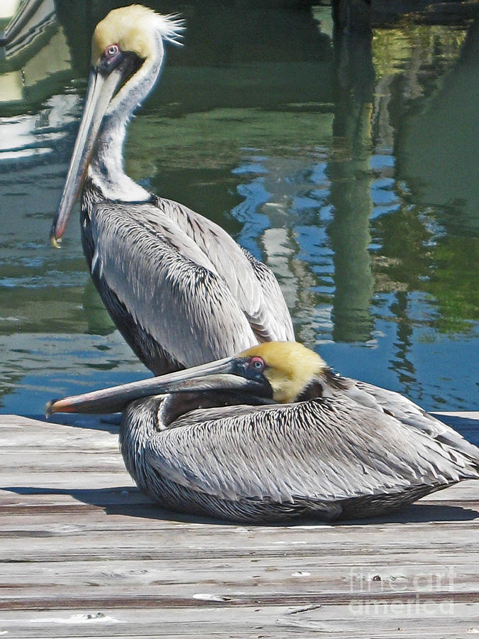 Pelicans at Rest Photograph by Joan McArthur