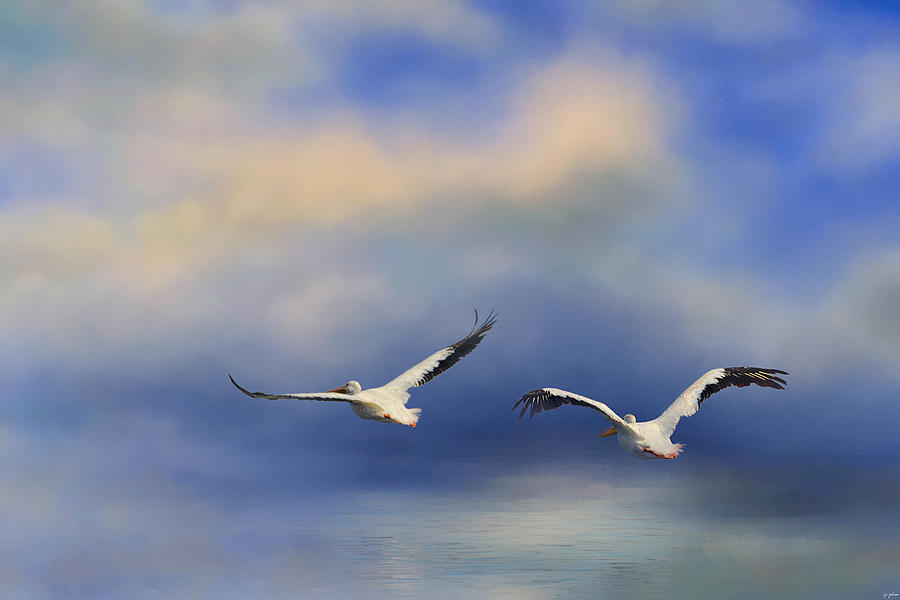 Bird Photograph - Pelicans At Sea by Jai Johnson