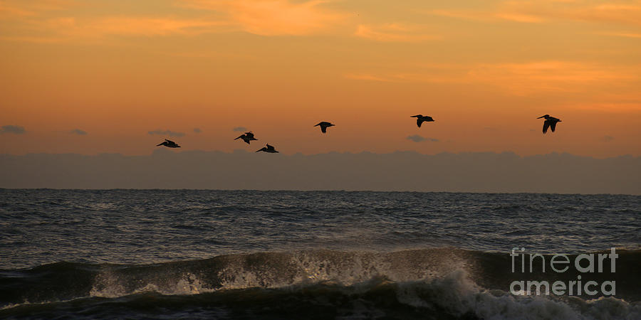 Pelicans at Sunrise 4674 Photograph by Jack Schultz